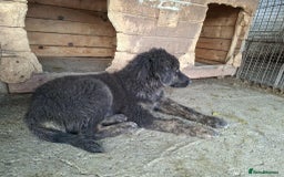 Mixed Breed dogs for adoption: Frank - North Walsham Norfolk  - Image 4
