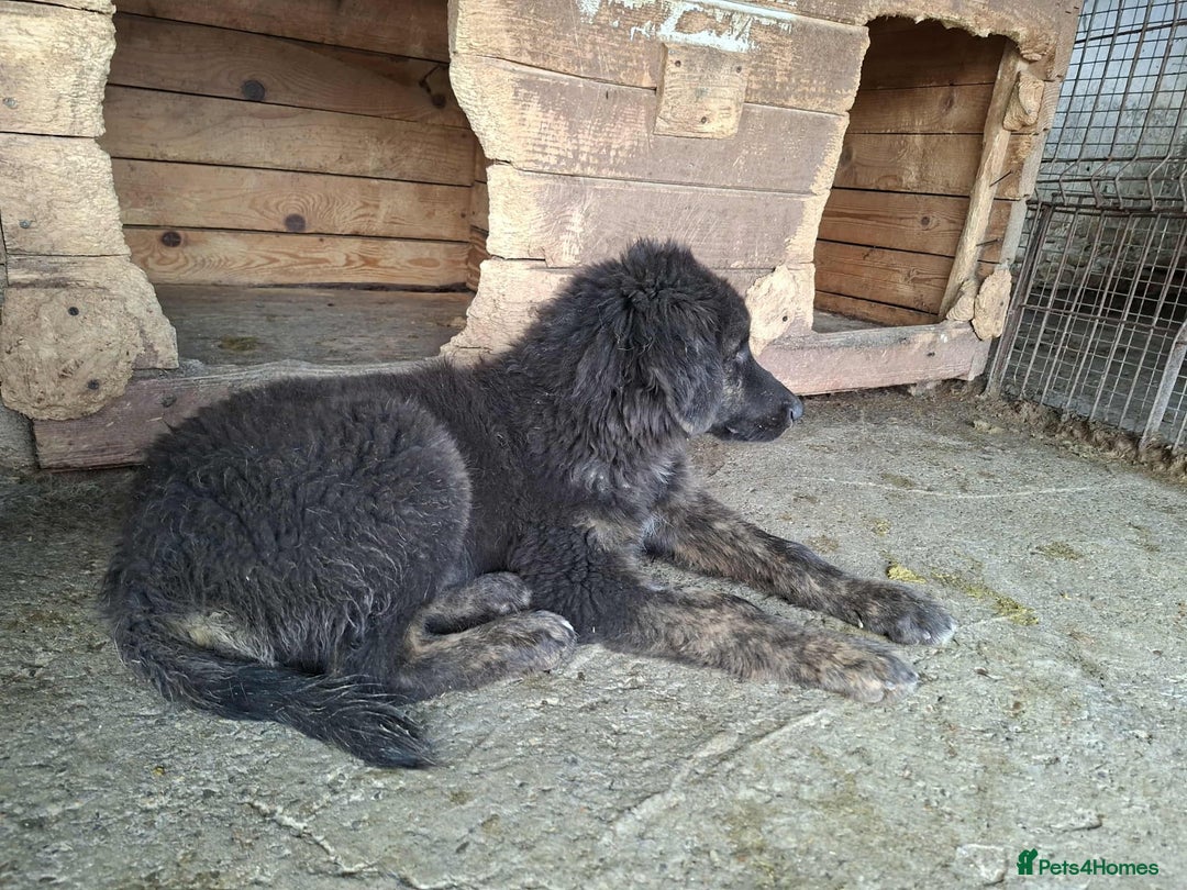 Mixed Breed dogs for adoption: Frank - North Walsham Norfolk  - Image 4