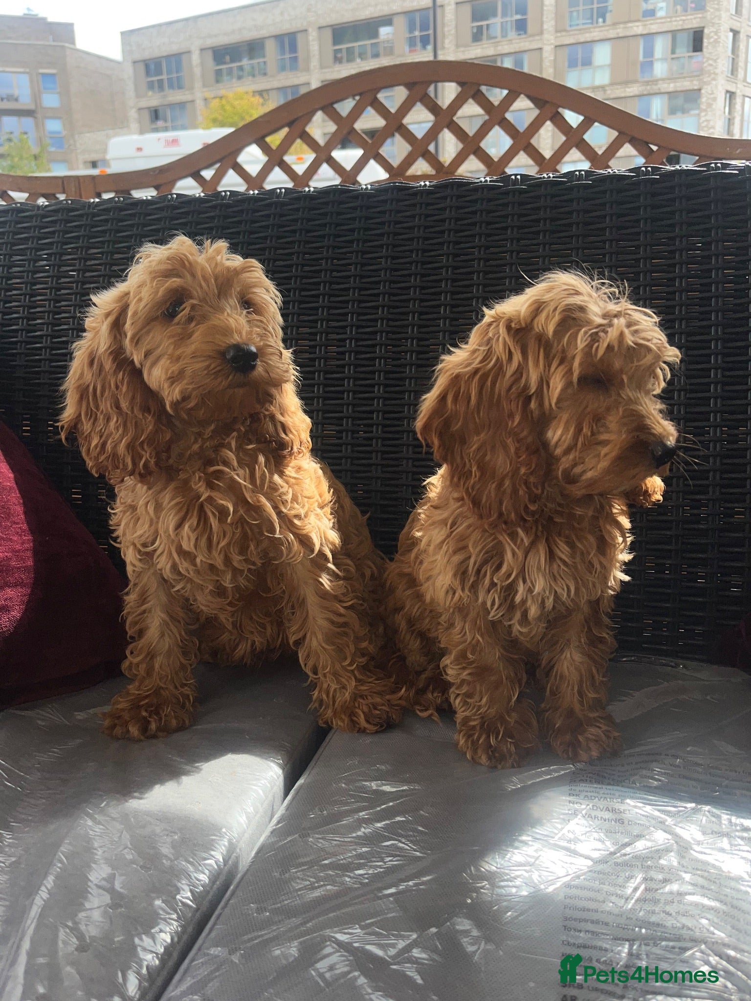 Cockapoo dogs Cockapoo puppies for sale  - Advert 2