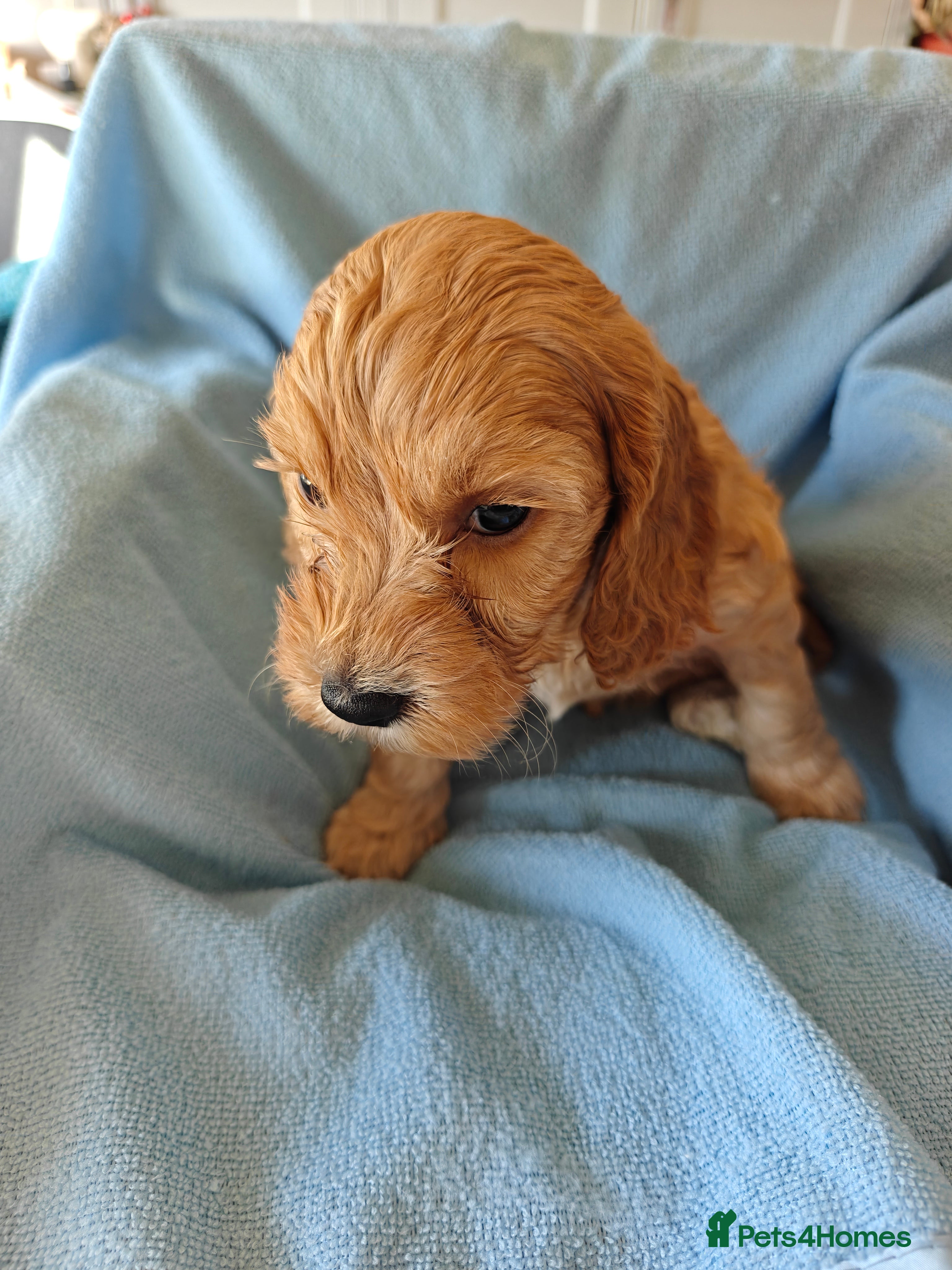 Cockapoo dogs Gorgeous F1B Cockapoo Puppies  - Advert 2