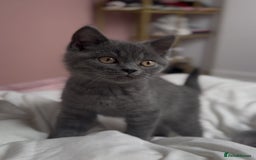 British Shorthair cats for sale: RARE lilac spot/blue British shorthair kittens - Image 3