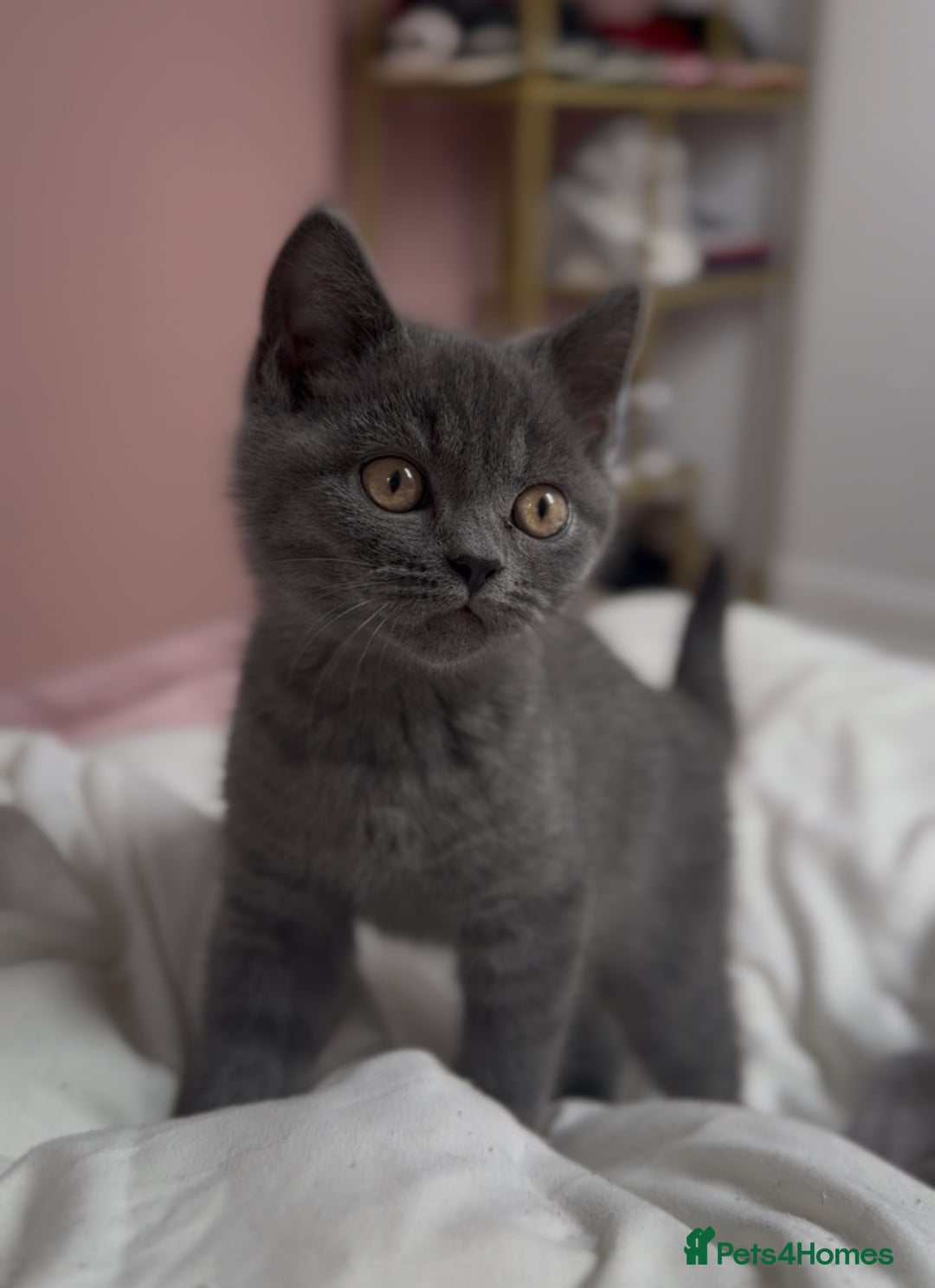 British Shorthair cats for sale: RARE lilac spot/blue British shorthair kittens - Image 3