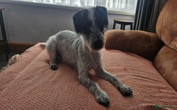 Mixed Breed dogs for sale: Terrier x cocker spaniel 10month old - Image 1