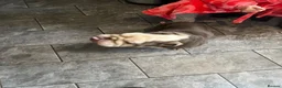 English Bulldog dogs for sale: 9 year old - full pedigree bulldog  - Advert 3