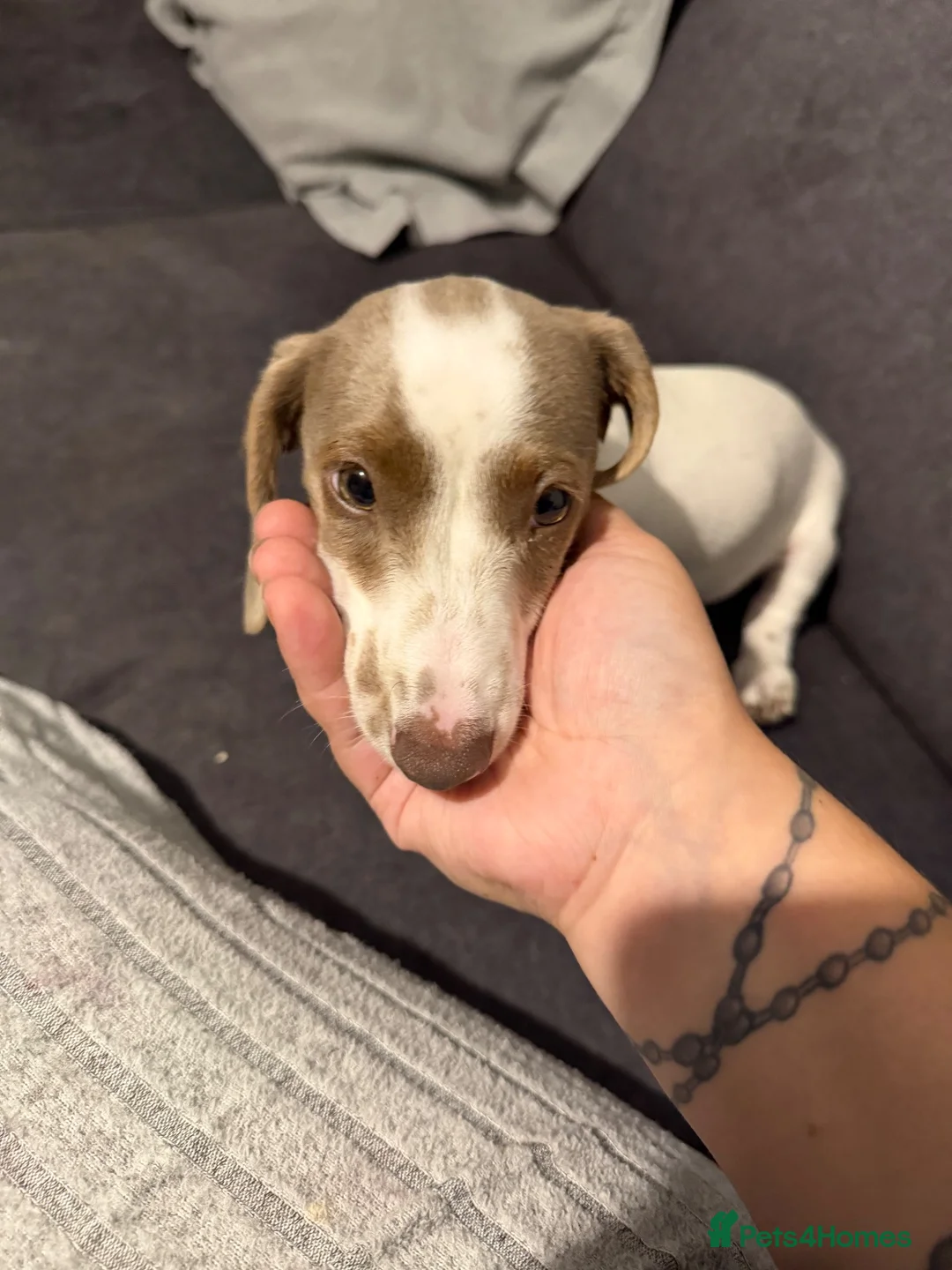Miniature Dachshund dogs for sale: Gorgeous miniature dachshund for sale - Advert 2