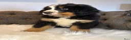 Bernese Mountain Dog dogs for sale: KC Beautiful Bernese  - Advert 4