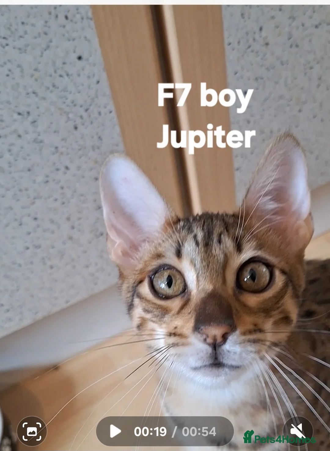Savannah cats for sale: SAVANNAH TICA SBTF7 JUPITER HUGH BOY SPECIAL PET in Mexborough - Advert 2