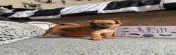 Jackshund dogs for sale: Jack Russell X Dachshund pups - Advert 15