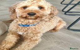 Cockapoo dogs for sale: Mylo. 2 year old Cockapoo for sale - Image 2