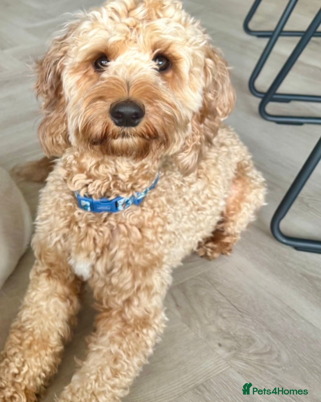 Cockapoo dogs for sale: Mylo. 2 year old Cockapoo for sale - Image 2