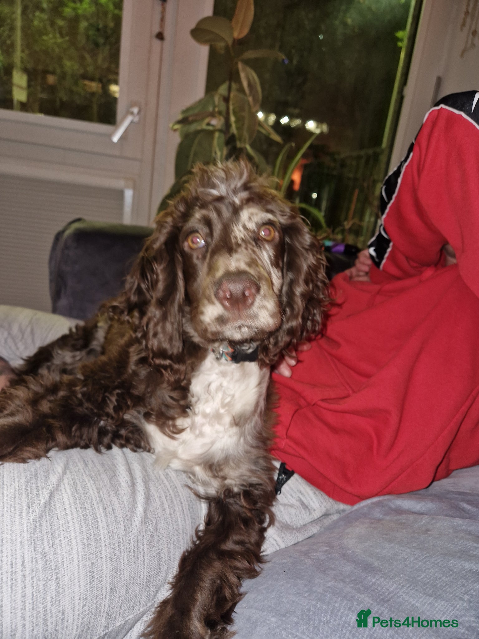 Cocker Spaniel dogs vancouver - Advert 4
