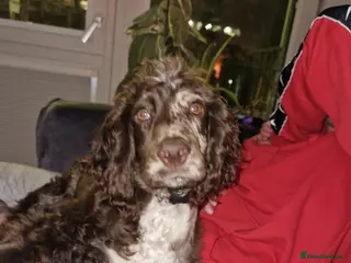 Cocker Spaniel dogs vancouver - Advert 4