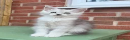Maine Coon cats for sale: Maine coon kittens - Advert 6
