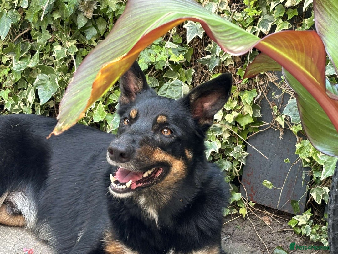 Australian Kelpie dogs for sale: Kenzo needs a rehome  - Image 1
