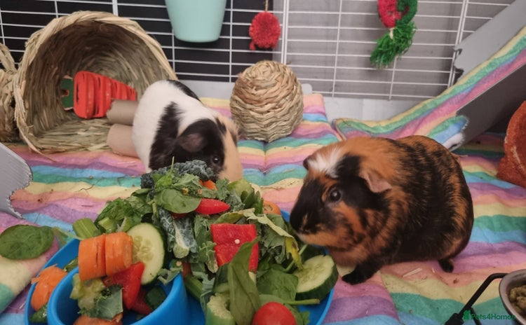 Guinea Pig rodents - Advert 1