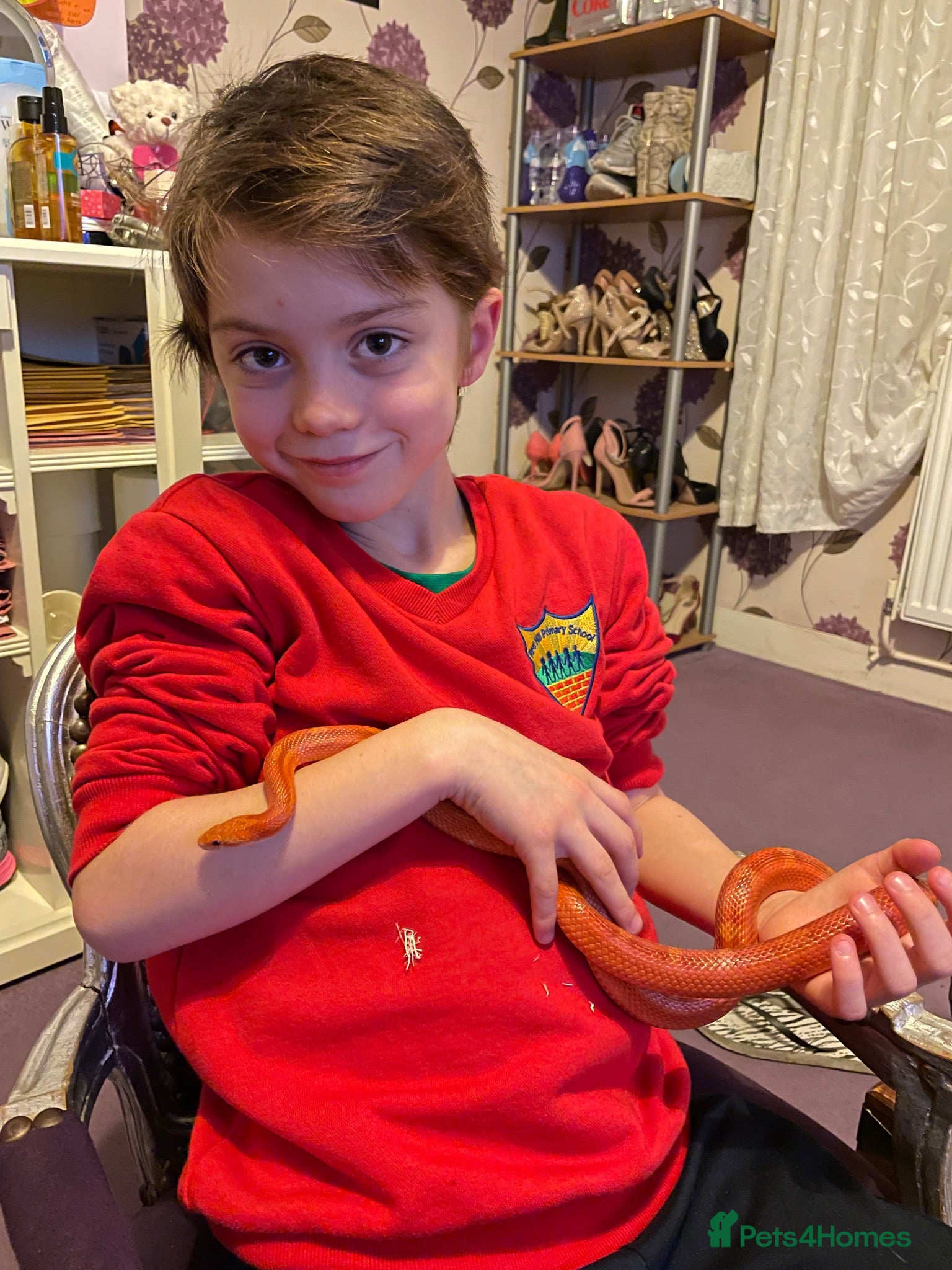 Corn Snake reptiles Hypo Motley Corn Snake - Advert 2