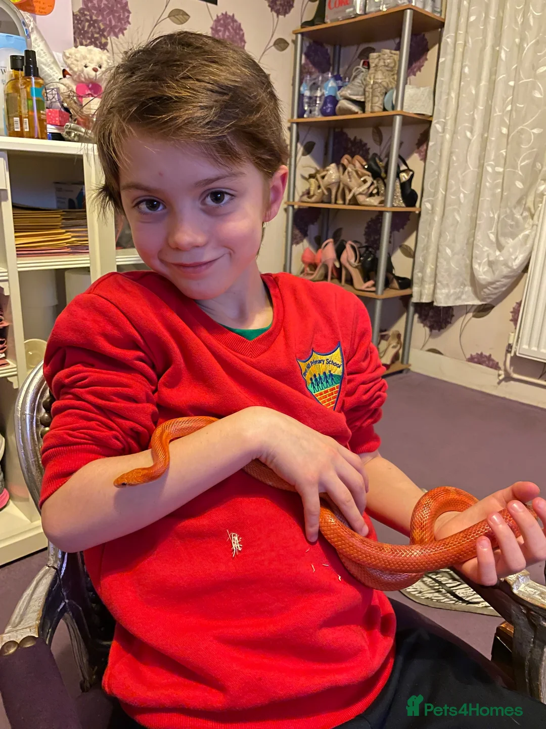 Corn Snake reptiles for sale: Hypo Motley Corn Snake in London - Advert 2