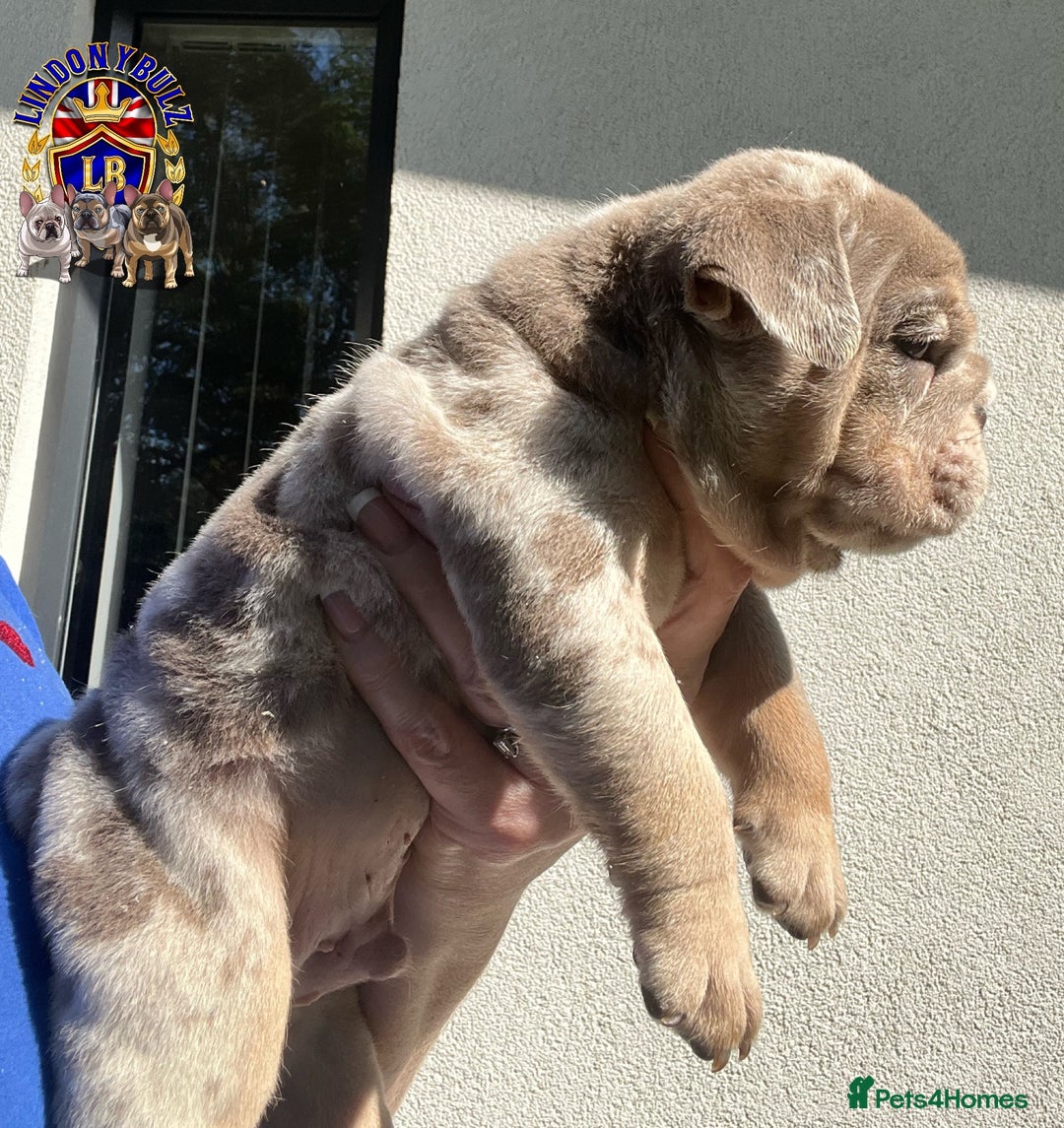 English Bulldog dogs for sale: QUALITY ENGLISH BULLDOG PUPPIES - Image 4