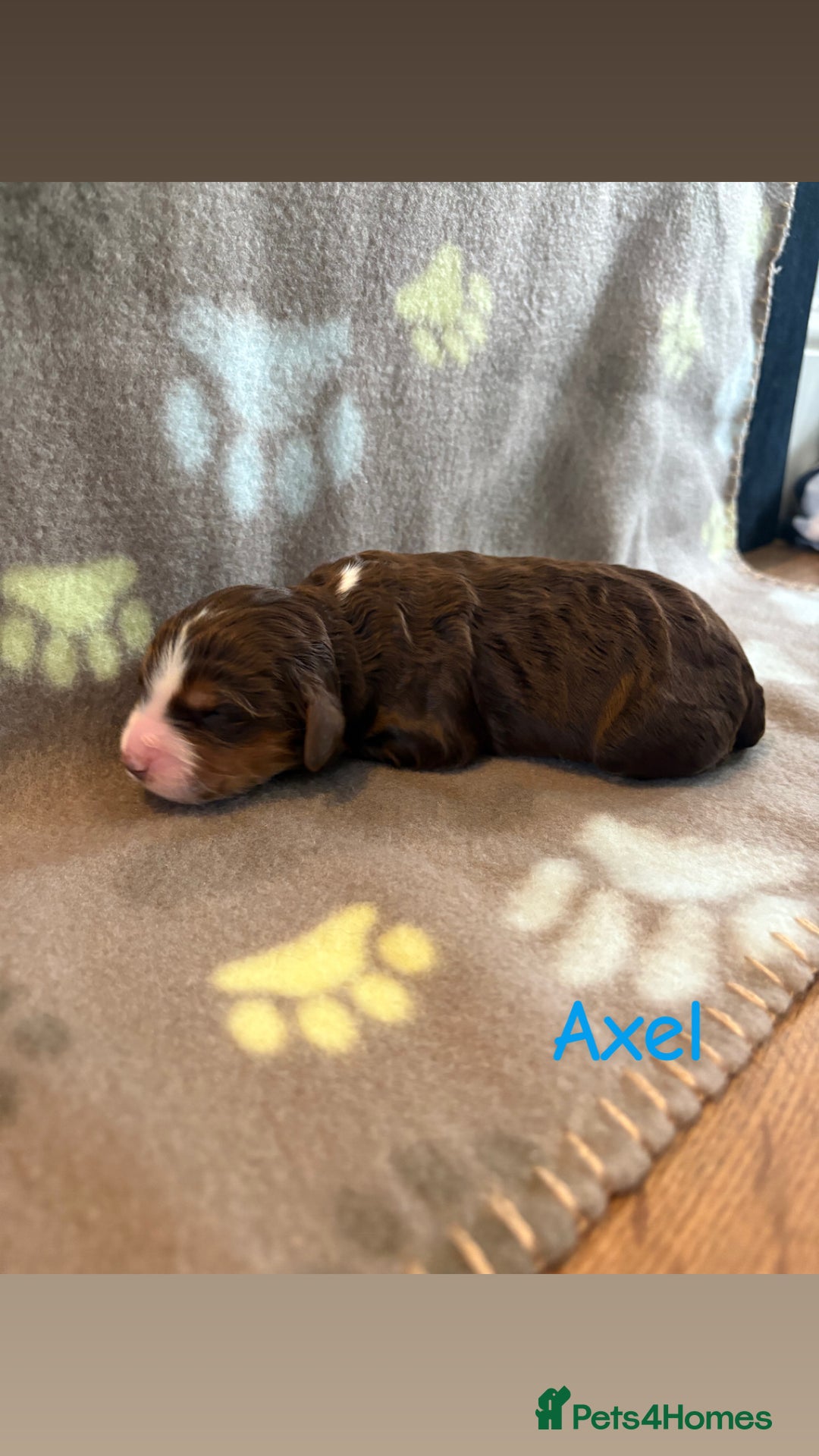 Cockapoo dogs for sale: 🐶🐾Cockapoo puppies 🐶🐾 - Advert 14