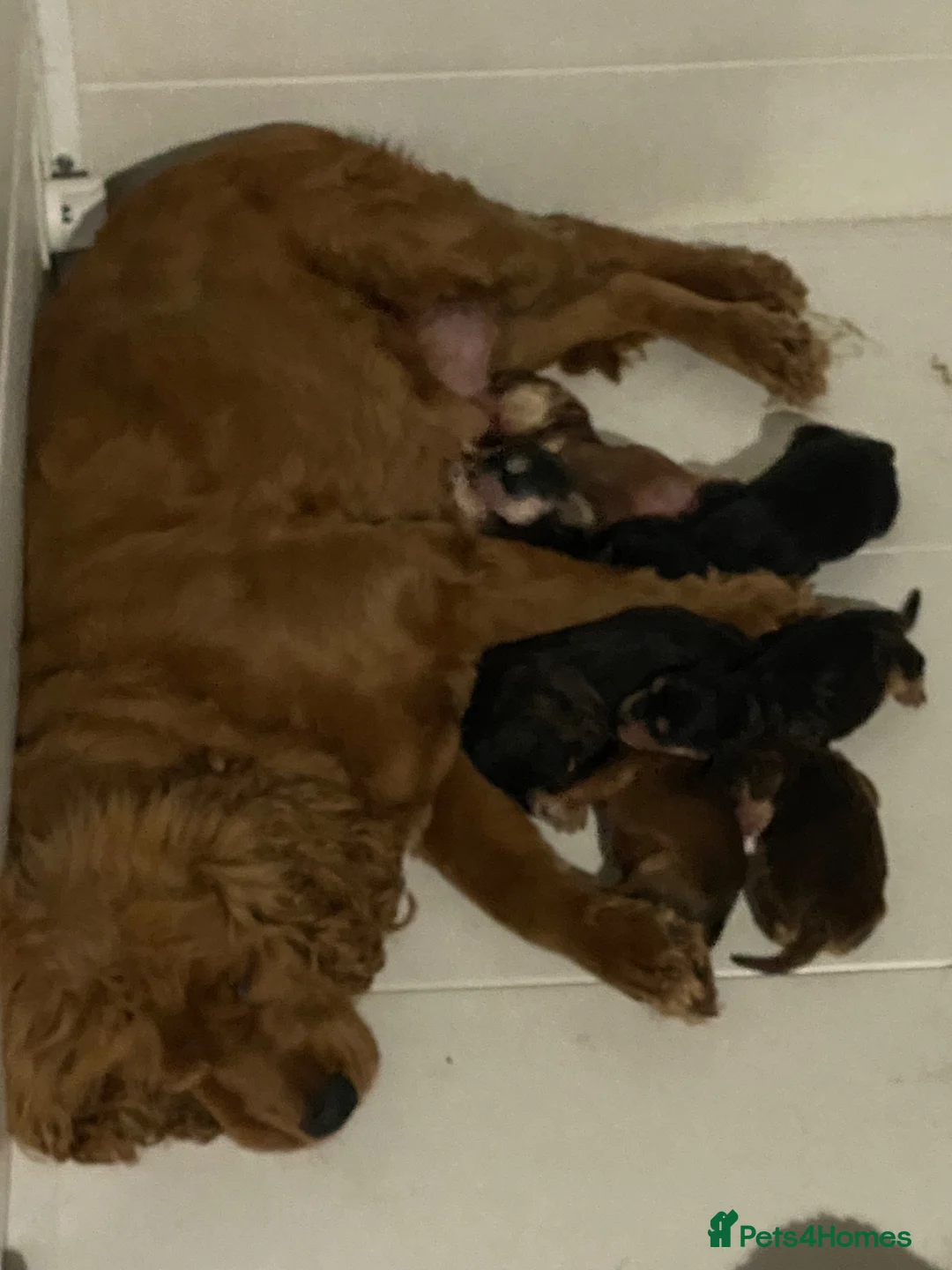 Cocker Spaniel dogs for sale: Show type cocker spanielss - Advert 2