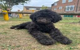 Goldendoodle dogs for sale: LAST GIRL! SILVER F1B Standard Goldendoodle!  - Image 6