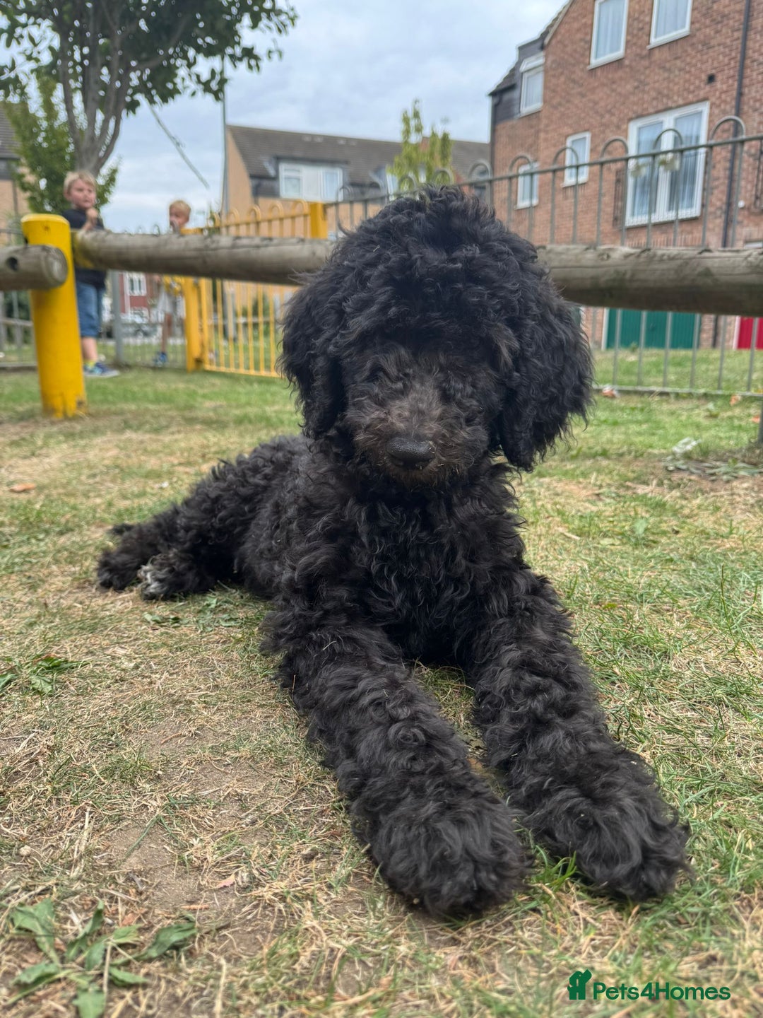 Goldendoodle dogs for sale: LAST GIRL! SILVER F1B Standard Goldendoodle!  - Image 6