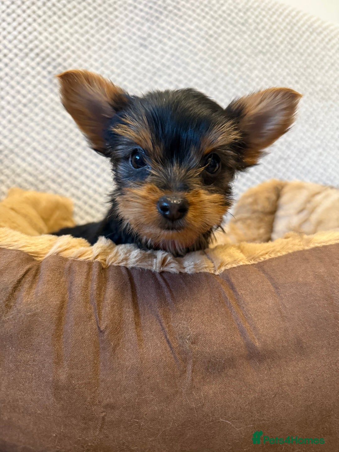 Yorkshire Terrier dogs for sale: Stunning Yorkshire Terrier puppies for sale  - Image 2