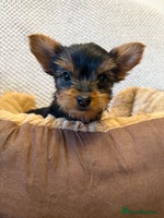 Yorkshire Terrier dogs - Advert 15
