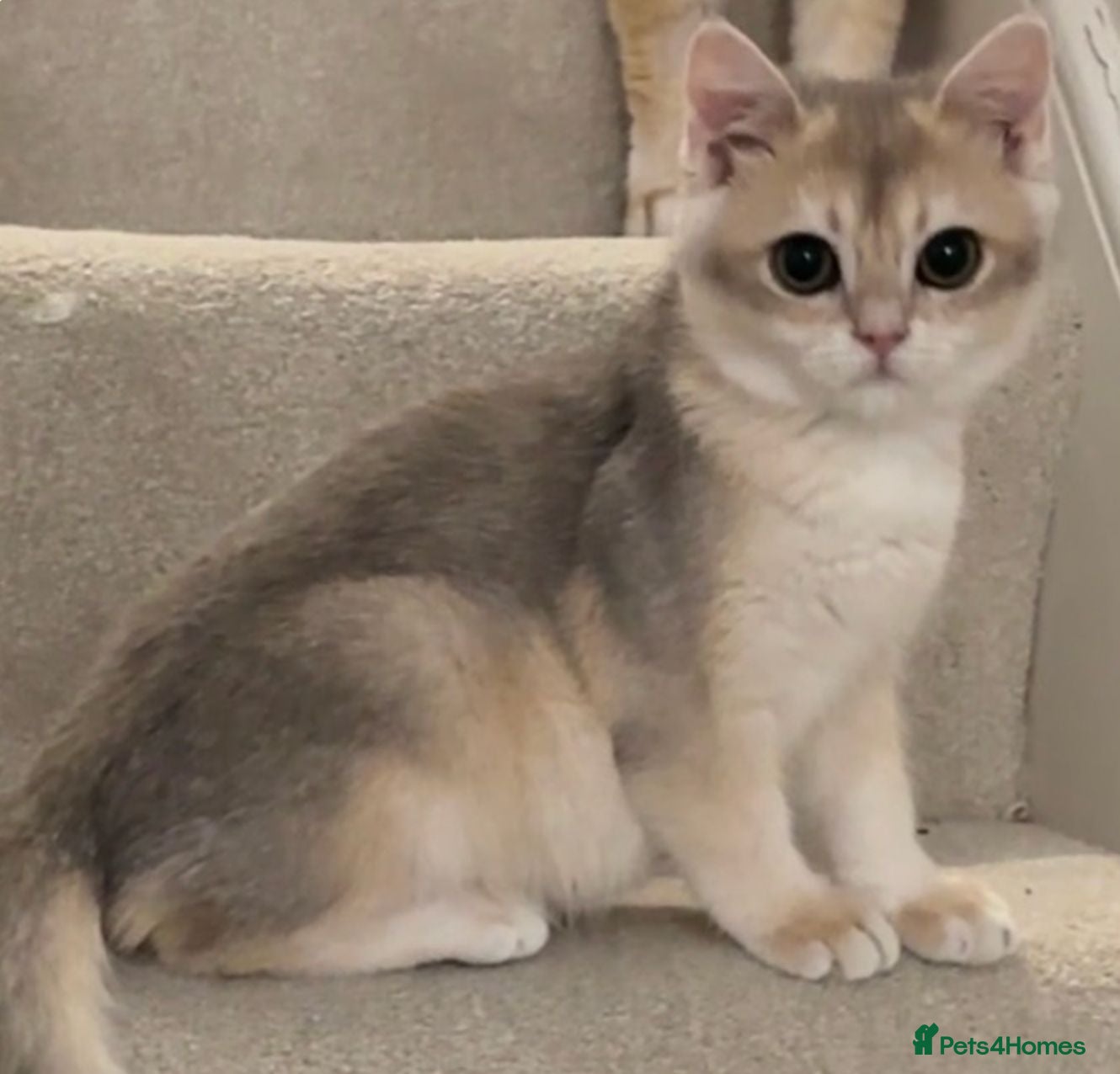 British Shorthair cats Blue Golden Chinchilla BSH Kitten - Advert 1