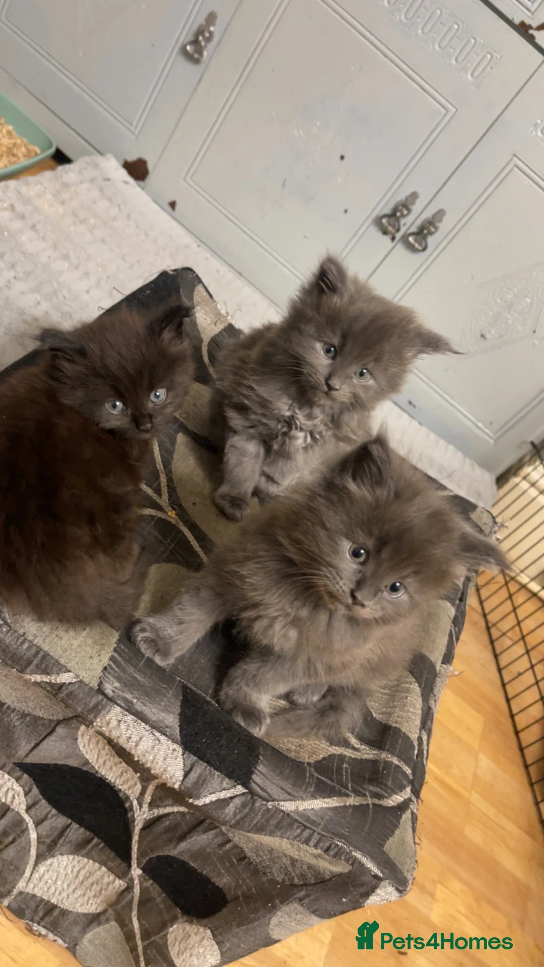 Maine Coon cats for sale: Maine coon kittens for sale  - Advert 2