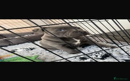 Staffordshire Bull Terrier dogs for sale: 🔷Top quality Pharaon puppy🔷 - Image 17