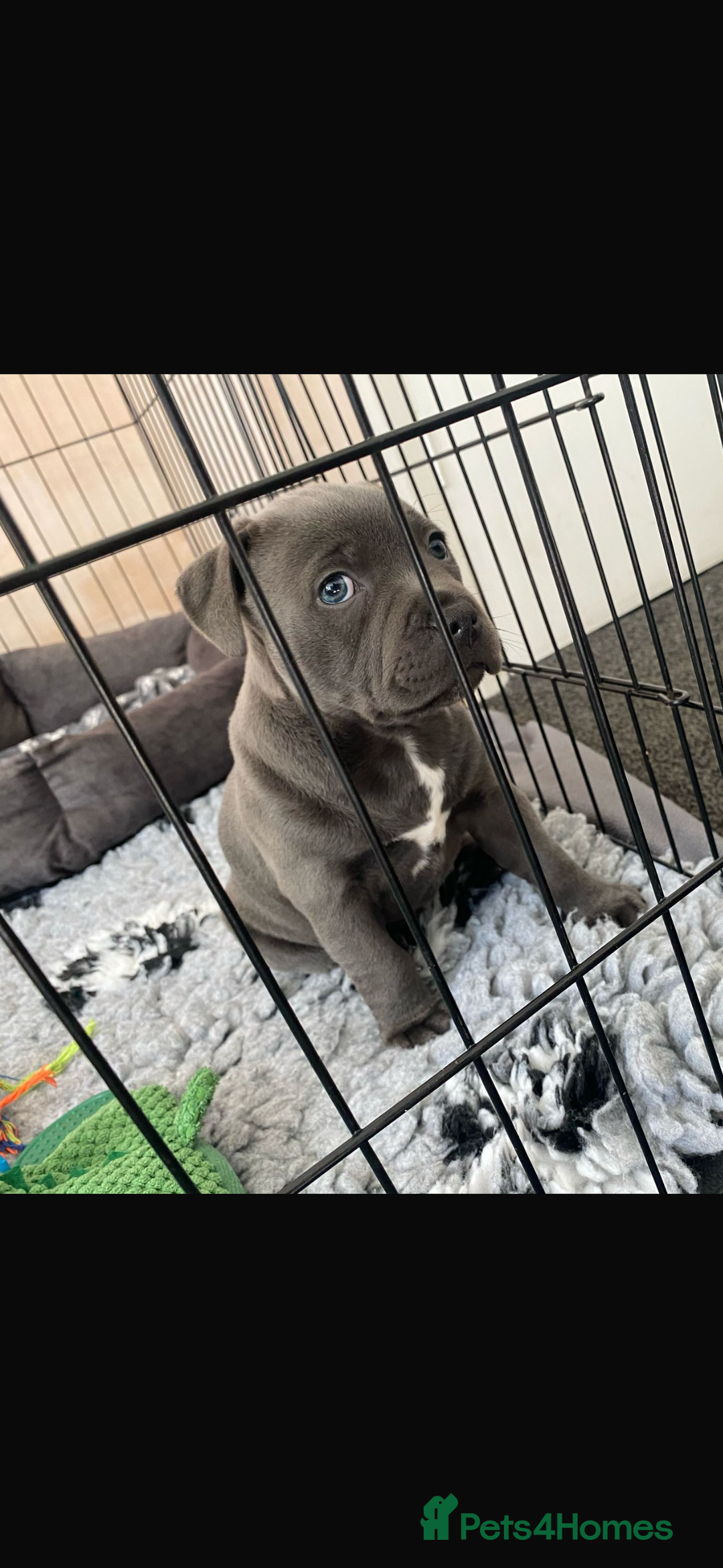 Staffordshire Bull Terrier dogs for sale: 🔷Top quality Pharaon puppy🔷 - Image 17
