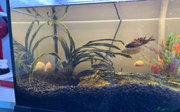 Cichlids fish for sale: Approx 25 cichlids of varying sizes  - Image 7