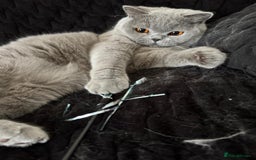 British Shorthair cats for sale: Beautiful British blue boy - Image 2