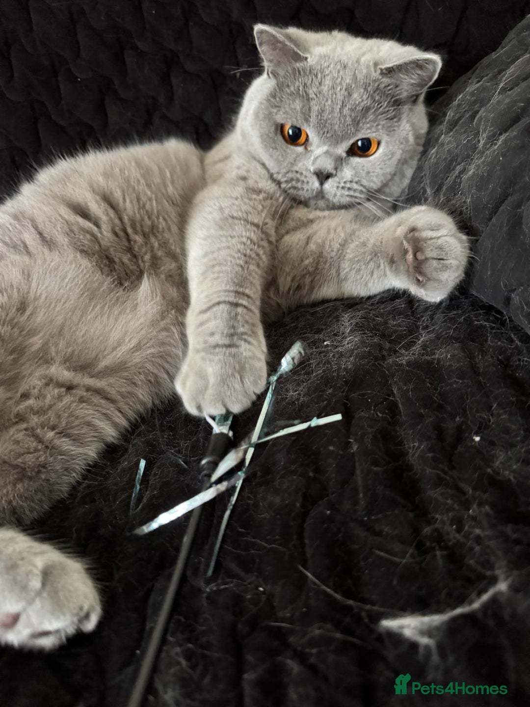 British Shorthair cats for sale: Beautiful British blue boy - Image 2