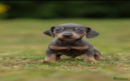 Miniature Dachshund dogs for sale: Miniature Dachshund Puppies  - Image 10