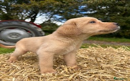 Labrador Retriever dogs for sale: Labrador retriever puppies for sale  - Image 12