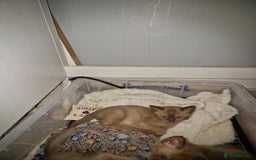 Burmese cats for sale: Burmese Kittens – Two Chocolate  - Image 9