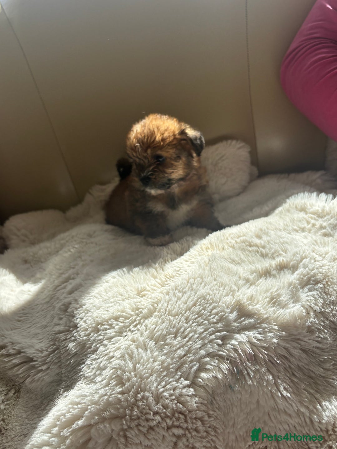 Shorkie dogs for sale: Shih Tzu cross Yorkshire terrier - Image 1