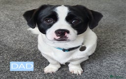 Jack Russell dogs for sale: Jack Russell Pups (ready 24th July) - Image 9