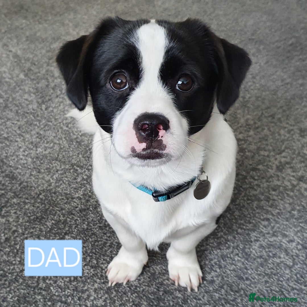 Jack Russell dogs for sale: Jack Russell Pups (ready 24th July) - Image 9