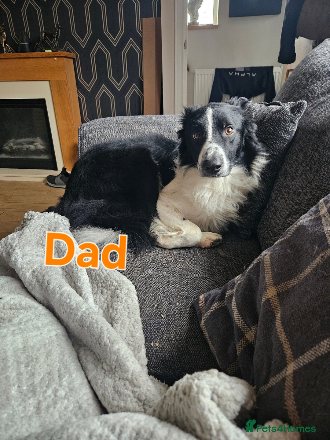 Border Collie dogs for sale: 6 Border collie pups - Advert 15