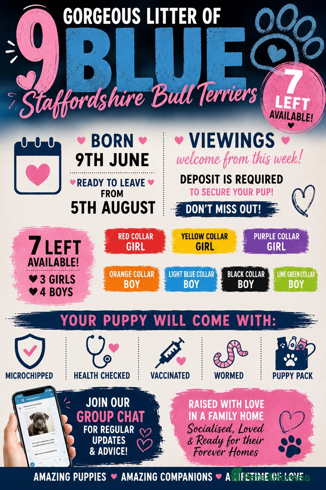 Staffordshire Bull Terrier dogs for sale: 9 gorgeous blue Staffordshire bull terrier  - Advert 15