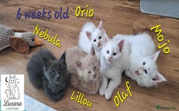 Maine Coon cats for sale: Adorable Purebred Maine Coon Kittens–GCCF/Pedigree - Image 8