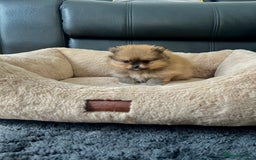 Pomeranian dogs for sale: 💎 Golden Colour Very Small Teddy Face 💎 - Image 9