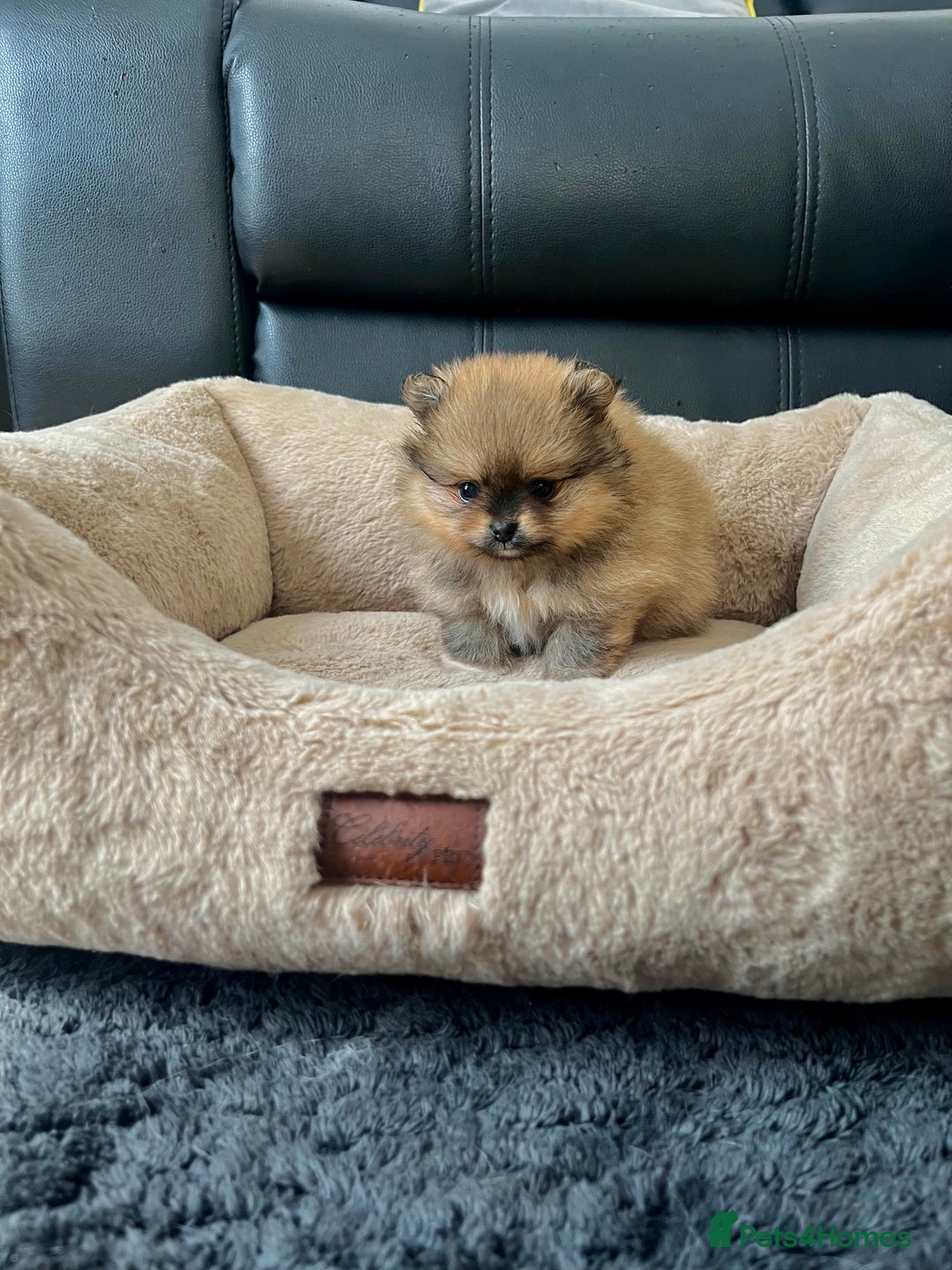 Pomeranian dogs for sale: 💎 Golden Colour Very Small Teddy Face 💎 - Image 9