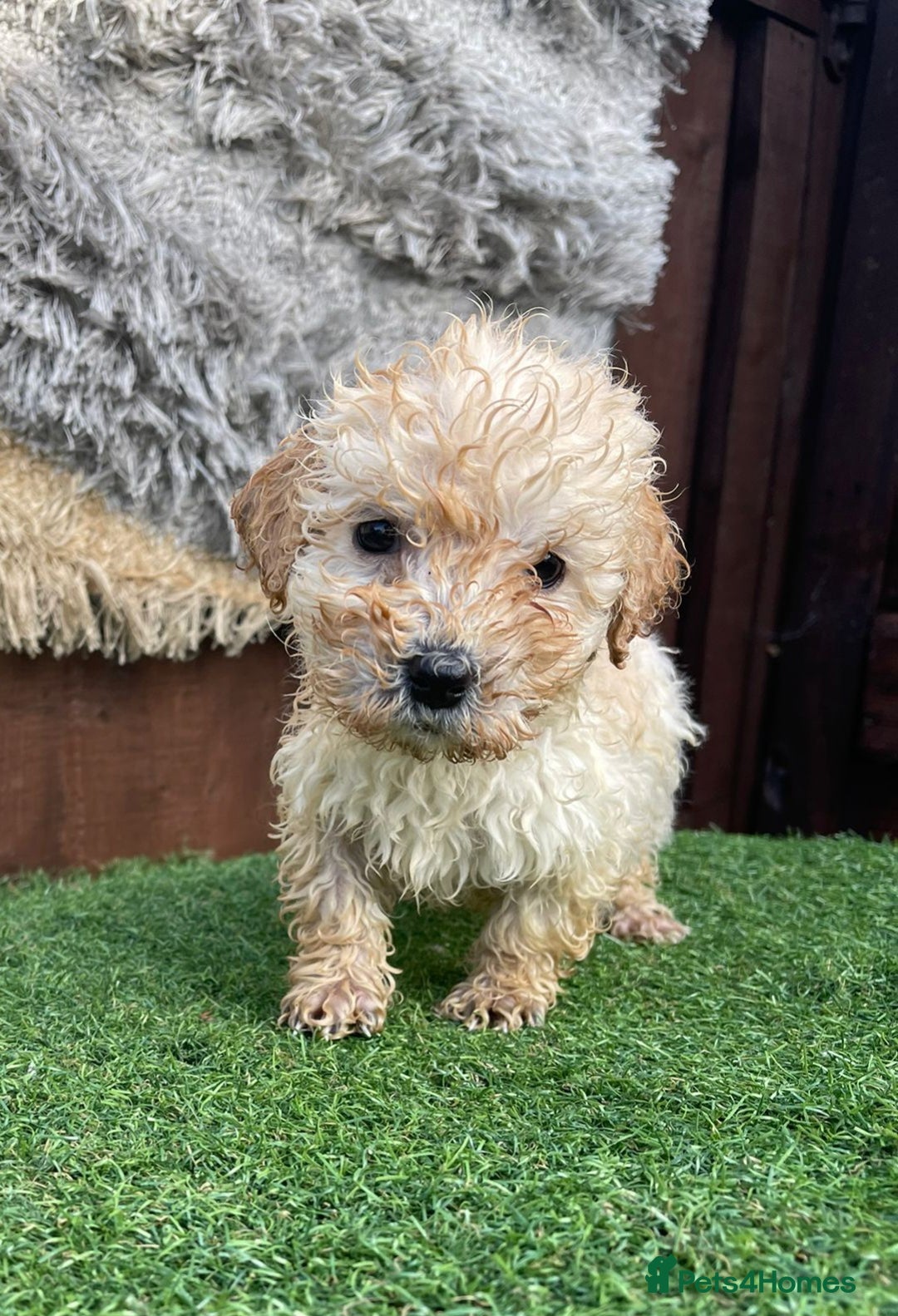 Goldendoodle dogs for sale: 4 beautiful golden doodle puppies ready to go!!!! - Image 9