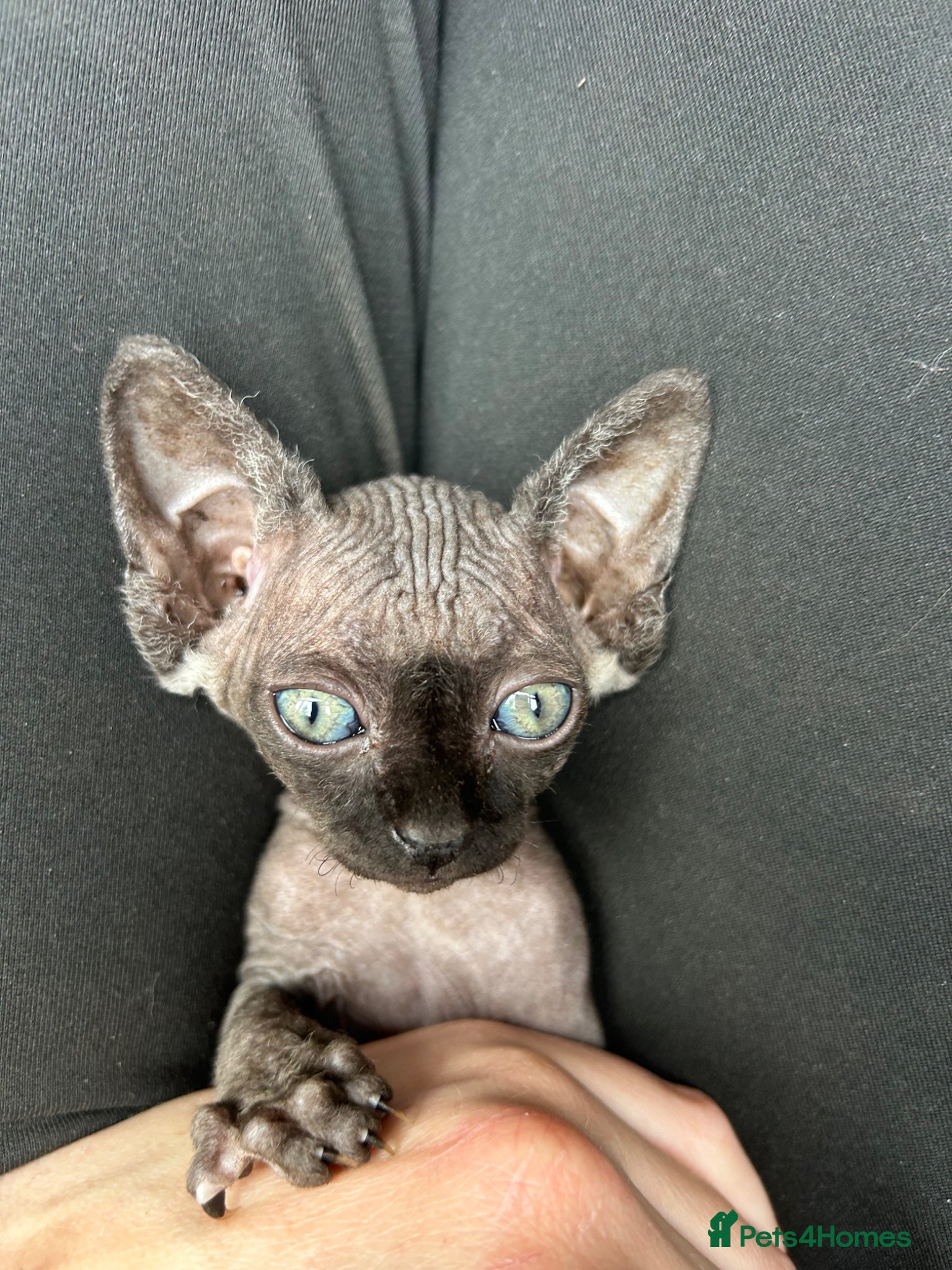 Sphynx cats Pure Canadian sphynx  - Advert 11