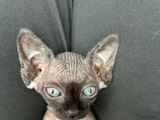 Sphynx cats Pure Canadian sphynx - Advert 11