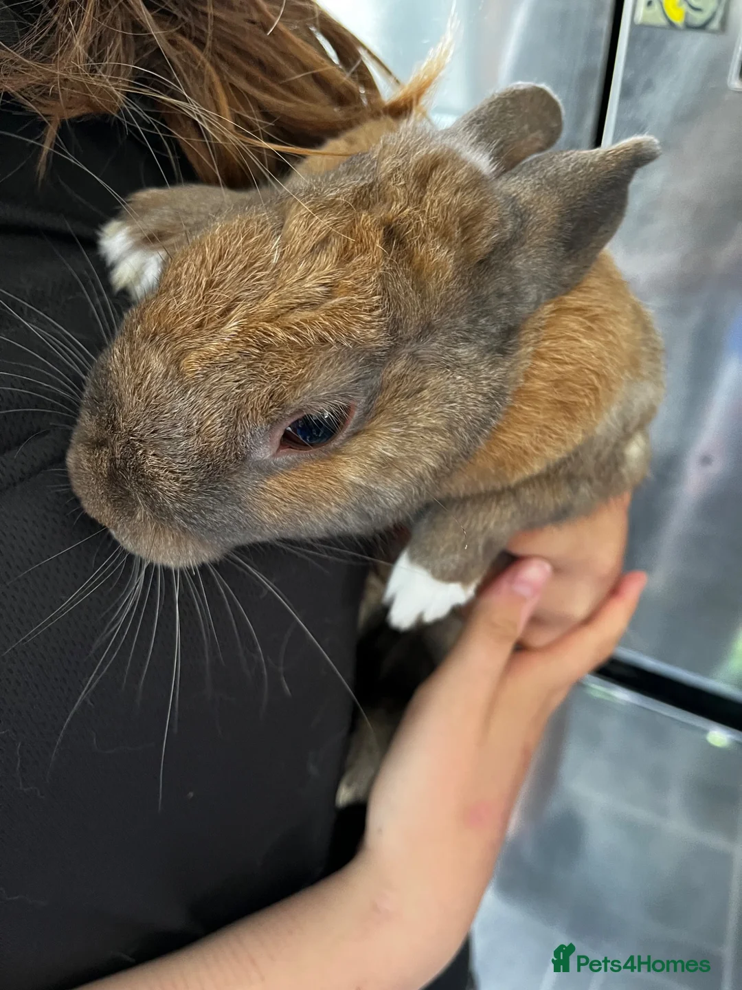 Mixed Breed rabbits for sale: Rocky in Lancing - Advert 2